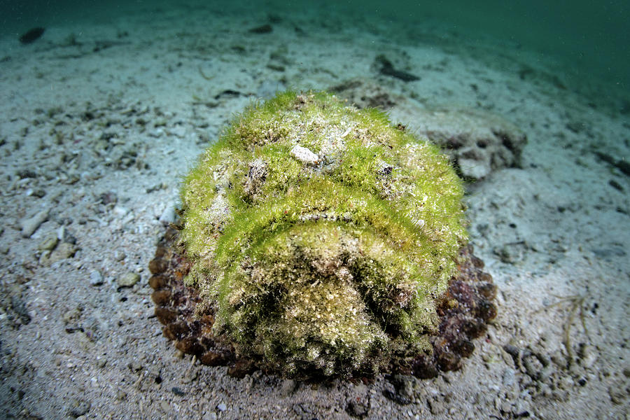 A Well-camouflaged Reef Stonefish Waits #3 Photograph by Ethan Daniels