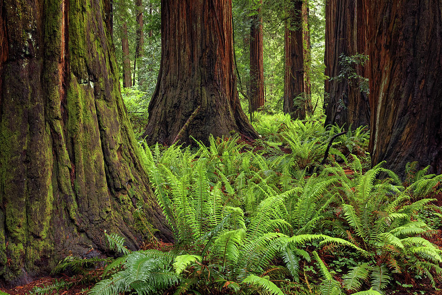 Adam Jones,california,coastal,danita Photograph by Adam Jones - Fine ...