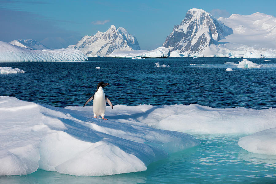 Adelie Penguin, Antarctica #3 Photograph by Mint Images/ Art Wolfe