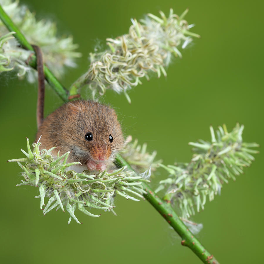 Adorable cute harvest mice micromys minutus on white flower foli ...