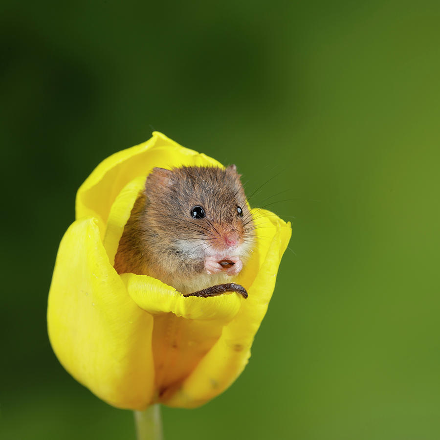 Adorable cute harvest mice micromys minutus on yellow tulip flow #3 ...