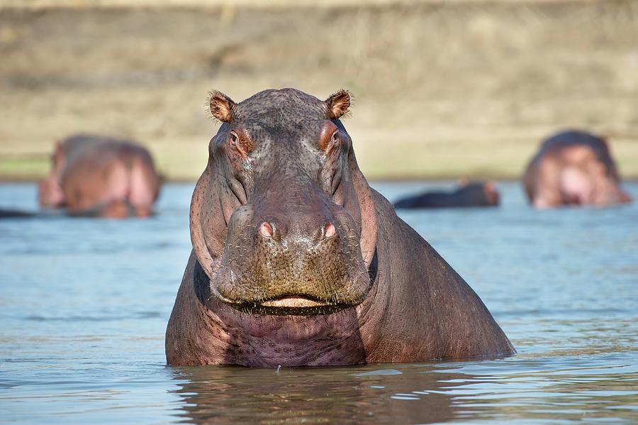Adult Male Hippopotamus (hippopotamus #3 Photograph by Nick Garbutt Adult Male Hippopotamus (hippopotamus #3 Photograph by Nick Garbutt