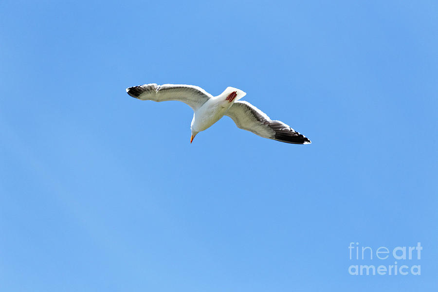 Adult Western Gull Seagull Flying Gliding Soaring Larus Occident Photograph