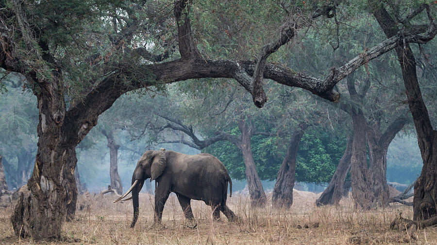 Death Photograph - Africa, Zimbabwe, Matusadona National by Jaynes Gallery Death Photograph - Africa, Zimbabwe, Matusadona National by Jaynes Gallery