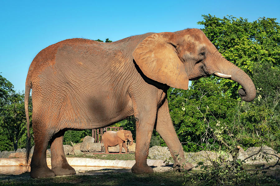 African Elephant, Miami Zoo, Fl #3 Digital Art by Laura Zeid