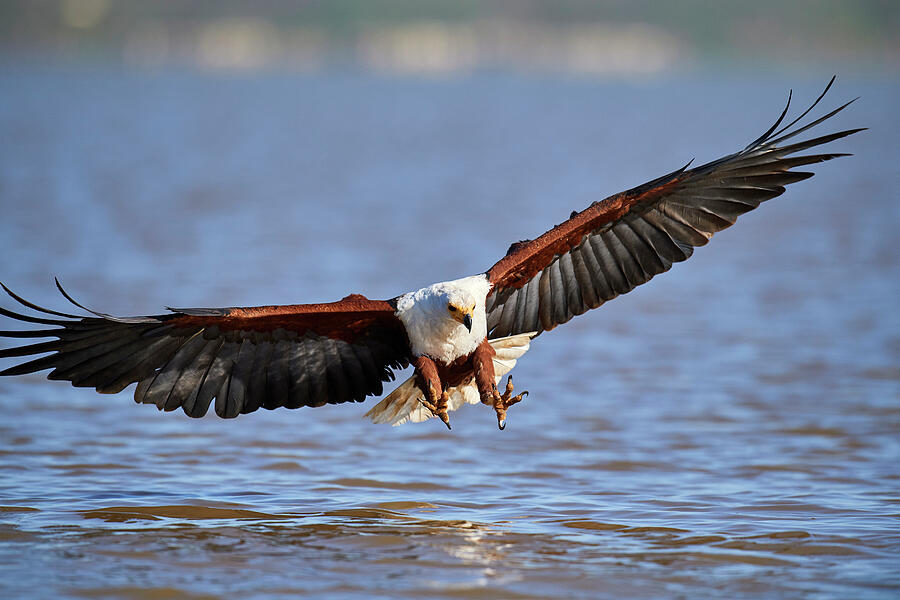 African Fish Eagle About To Catch Fish, Baringo Lake #3 Photograph by Eric Baccega / Naturepl.com African Fish Eagle About To Catch Fish, Baringo Lake #3 Photograph by Eric Baccega / Naturepl.com