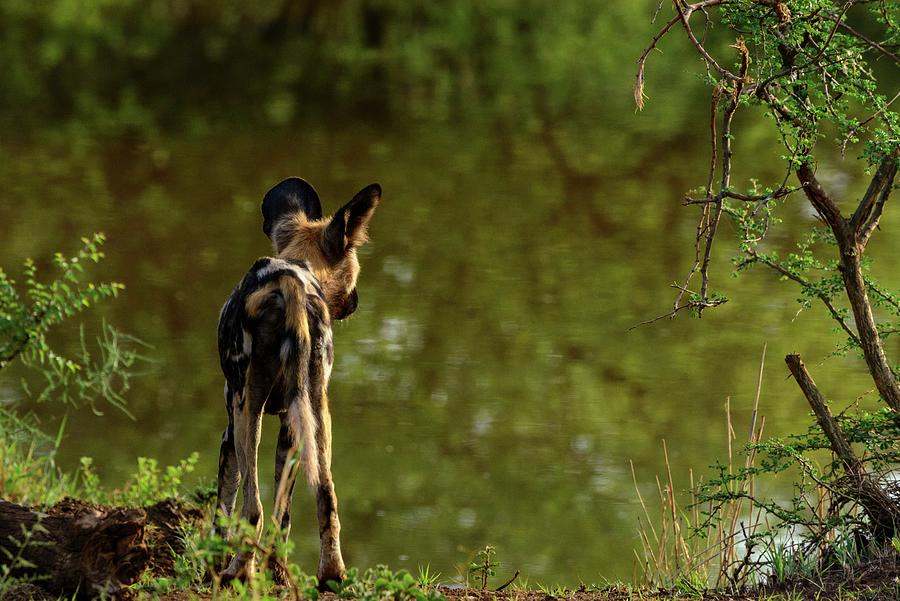 Wildlife Photograph - African Wild Dog (lycaon Pictus). Its #3 by Roger De La Harpe