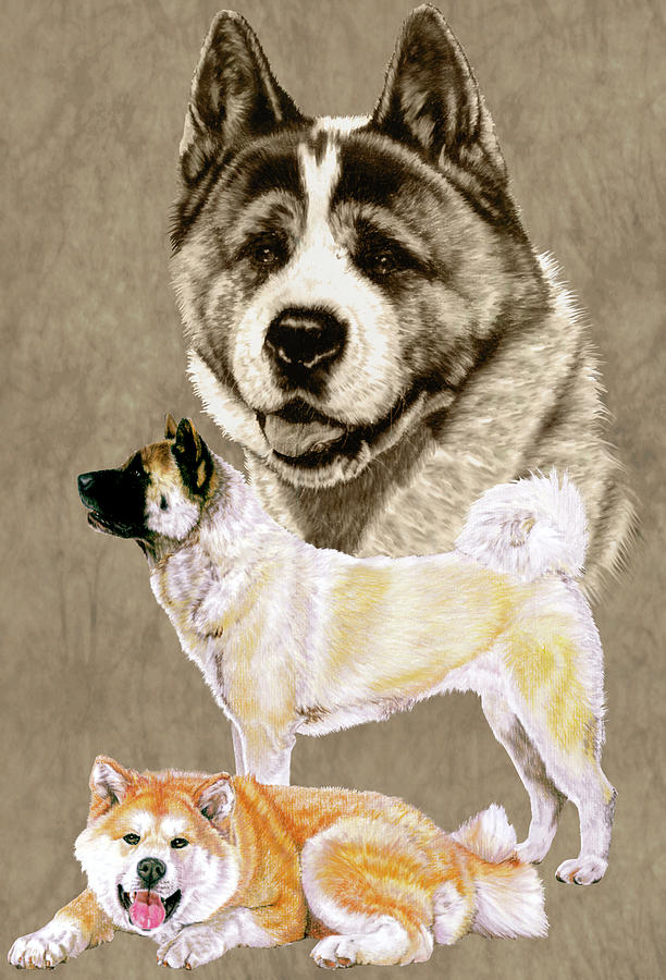 Akita Painting by Barbara Keith