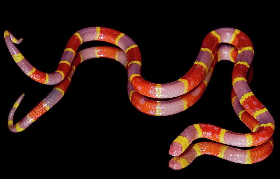 Albino Texas Coral Snake Micrurus Tener #3 Photograph by Dante Fenolio