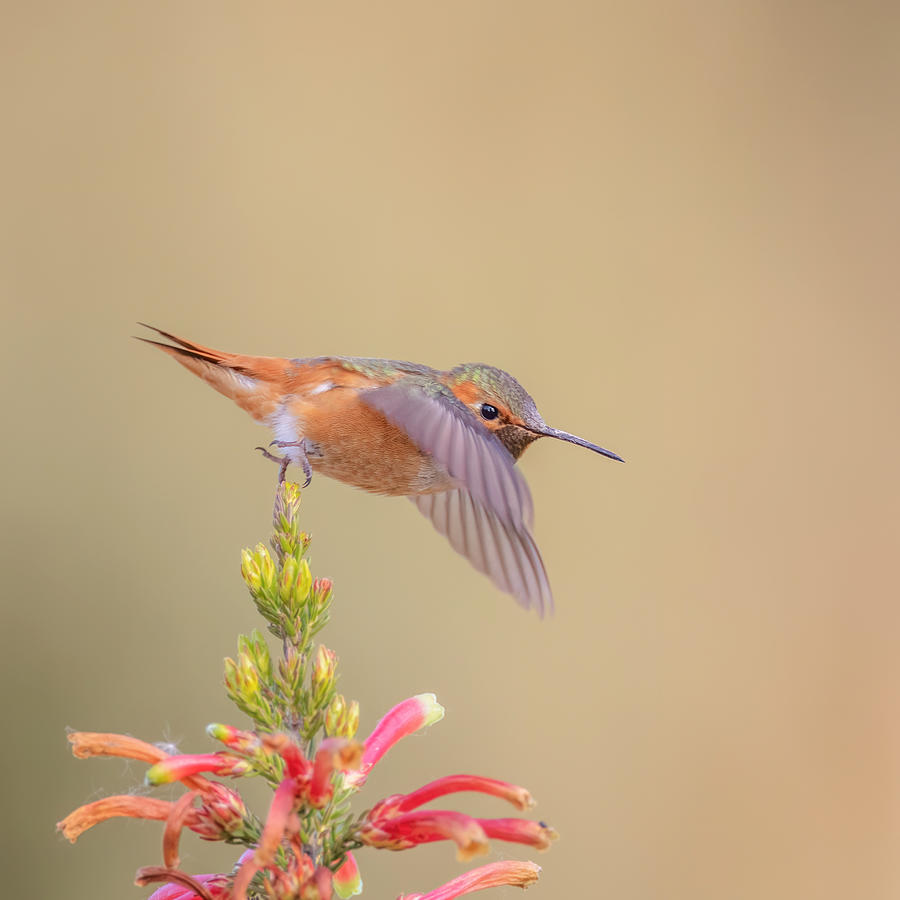 Allen\'s Hummingbird Photograph by Taksing (????) - Fine Art America