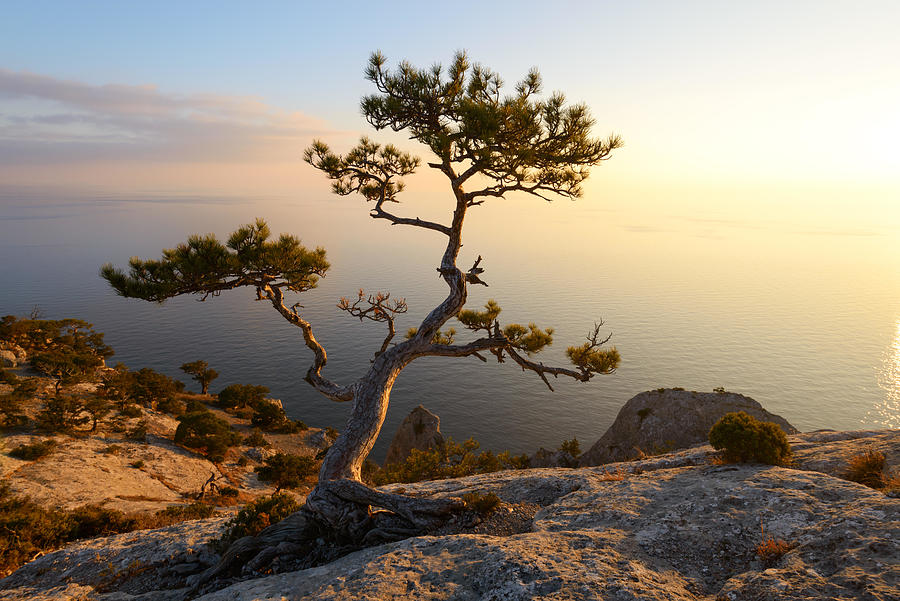 Nature Photograph - Alone Tree On The Edge Of The Cliff #3 by Ivan Kmit
