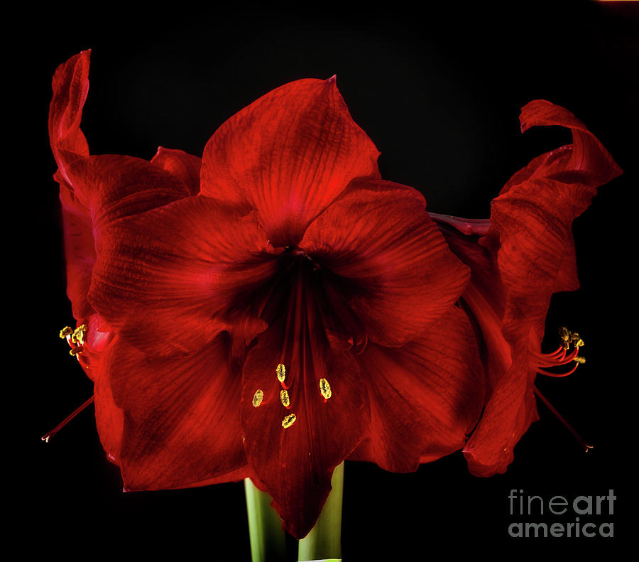 Flowers Still Life Photograph - Amaryllis Merlot #3 by Ann Jacobson