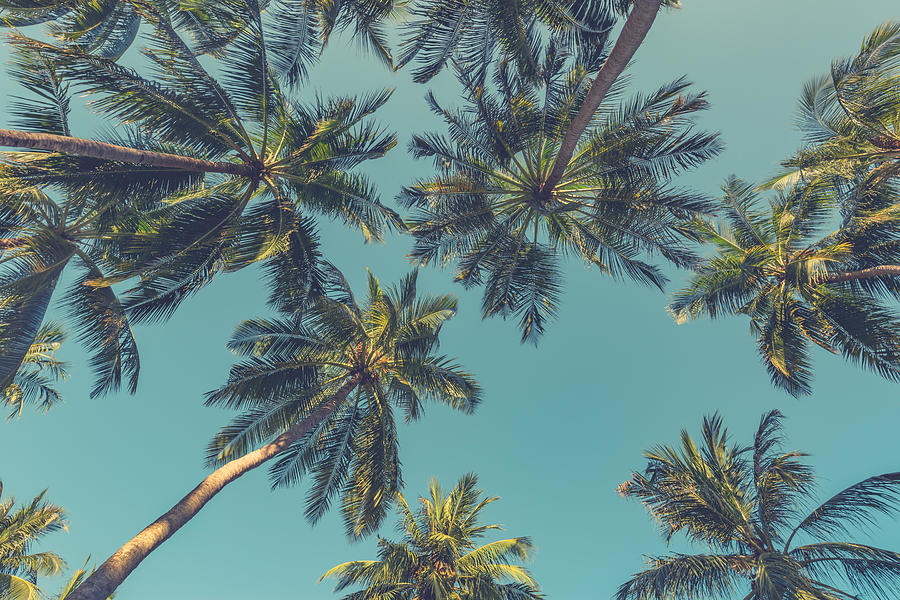 Amazing Green Palm Trees With Blue Sky Photograph by Levente Bodo ...