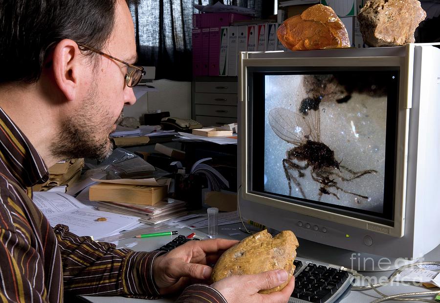 Amber Research Photograph By Pascal Goetgheluck/science Photo Library ...