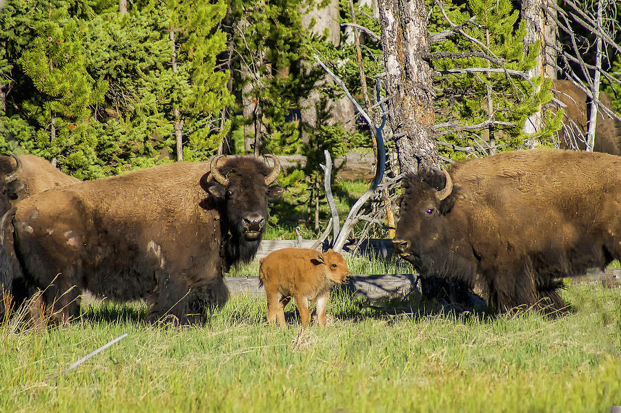 American Bison Photograph by Donald Pash