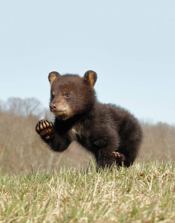 American Black Bear Cub Running #3 Photograph by David Kenny