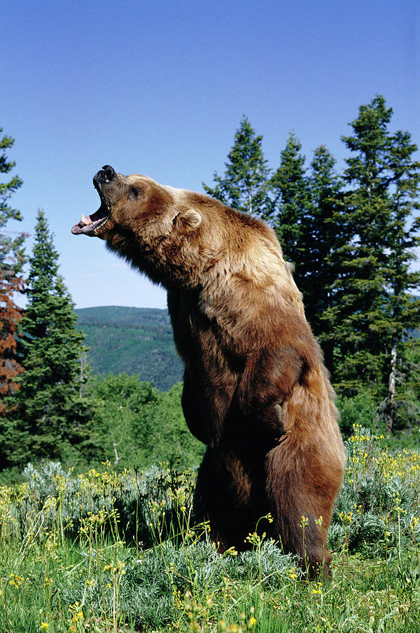 American Brown Or Grizzly Bear Ursus #3 Photograph by Nhpa