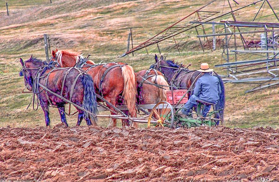 Amish Farming #3 Photograph by Tommy Anderson