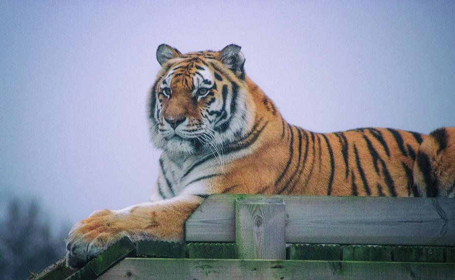 Wildlife Photograph - Amur Tiger #3 by Martin Newman