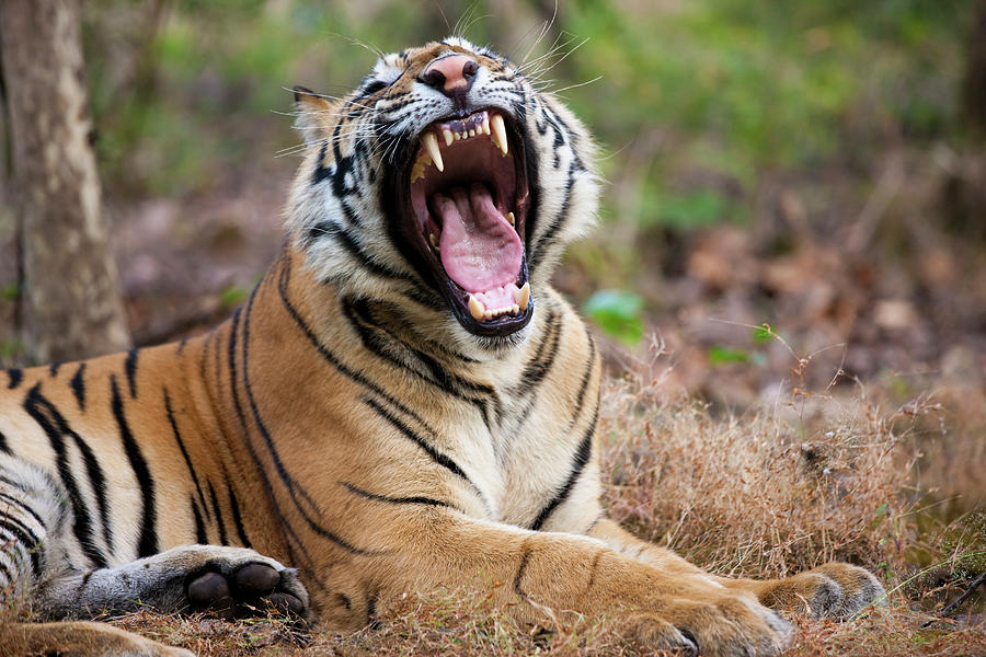 An Adult Tiger In Bandhavgarh National #3 Photograph by Mint Images - Art Wolfe