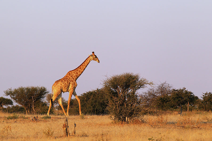 An African Safari #3 Photograph by Cameron Spencer