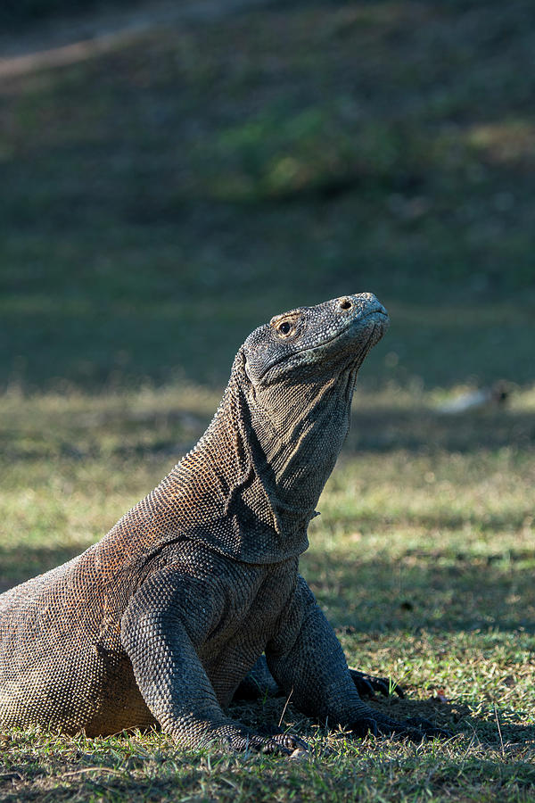 An Endemic Komodo Dragon (varanus #3 Photograph by Wolfgang Kaehler