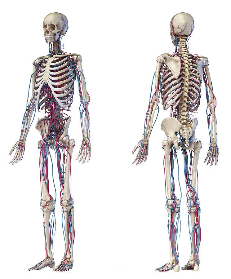 Anatomy Of Human Skeleton With Veins Photograph by Pixelchaos - Fine ...