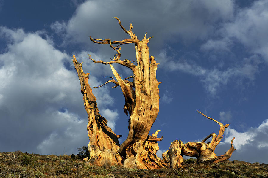 Ancient Bristlecone Pine Tree Photograph by Adam Jones | Fine Art America