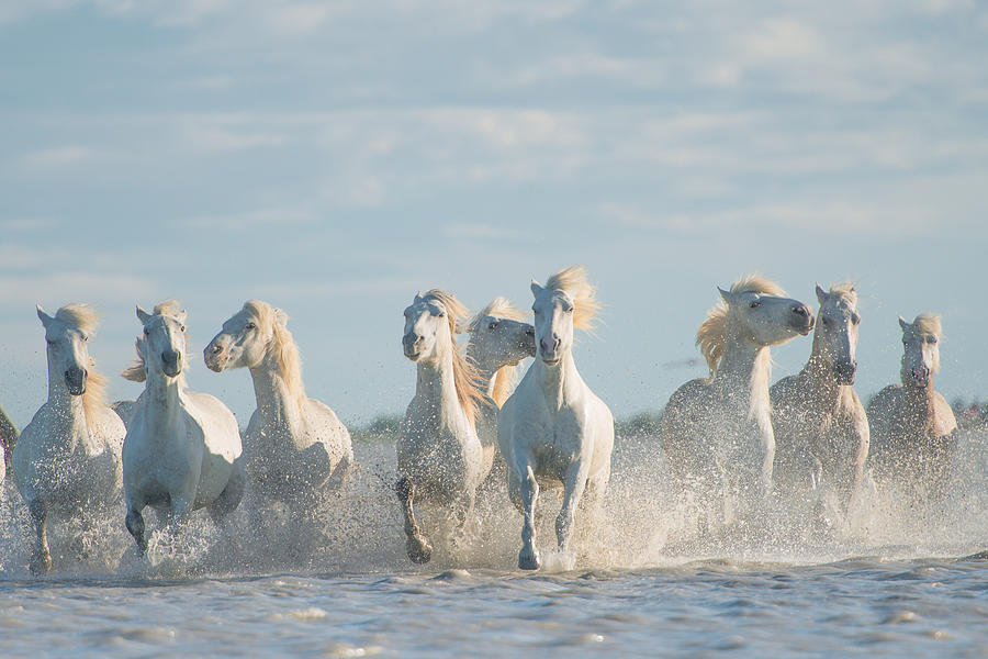 Angels Of Camargue #3 Photograph by Rostovskiy Anton