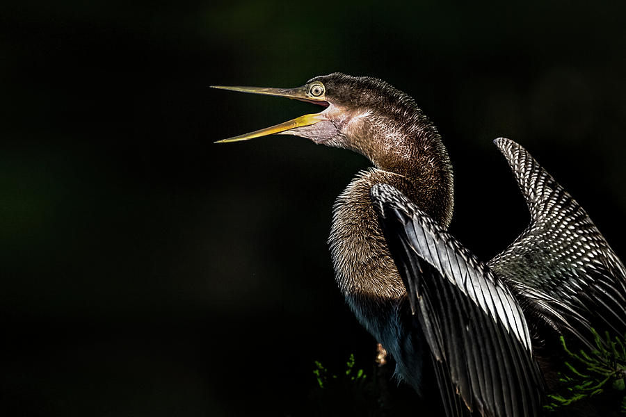 Anhinga by Cyndy Doty Anhinga by Cyndy Doty
