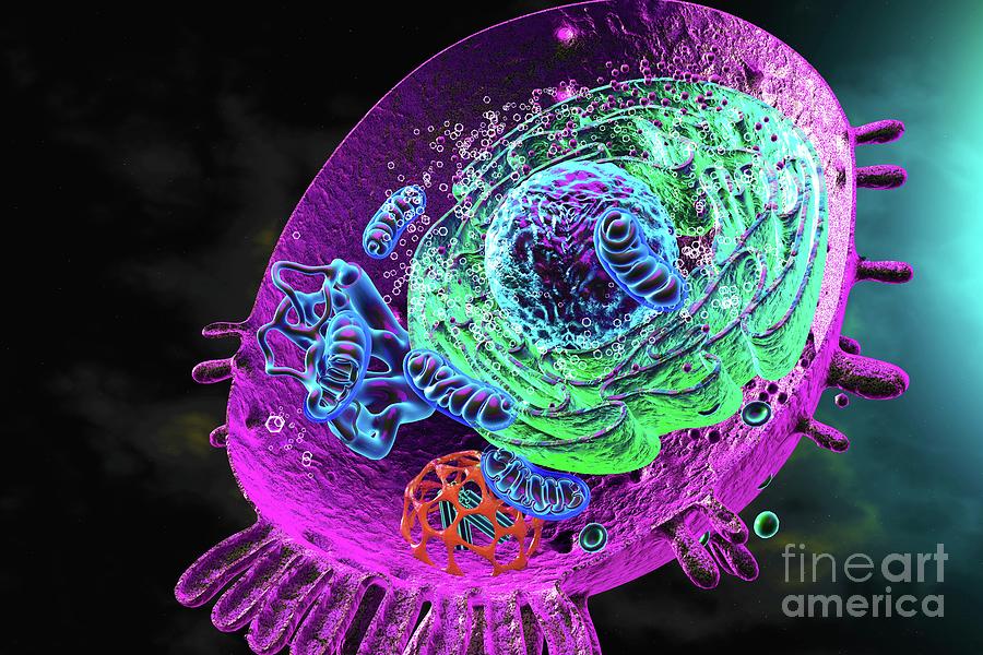 Animal Cell #3 Photograph by Ella Maru Studio / Science Photo Library