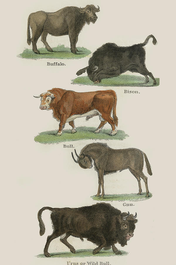 Buffalo Painting - Animals #3 by Unknown