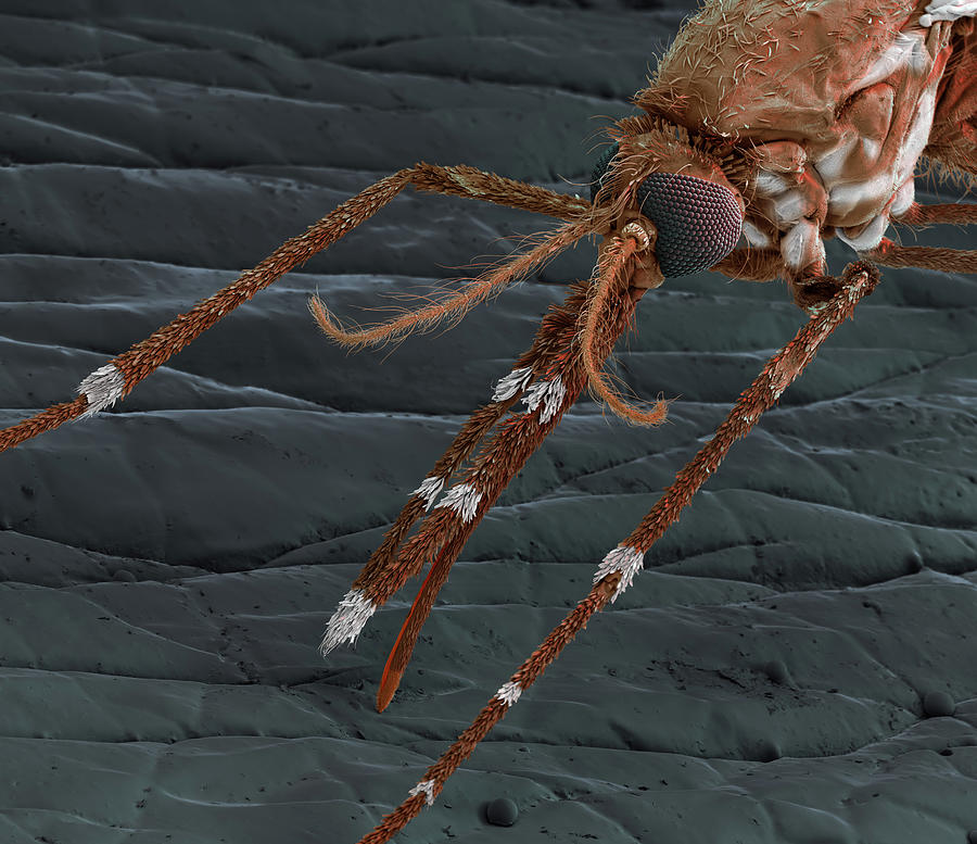 Anopheles Gambiae Mosquito, Sem #3 Photograph by Eye Of Science