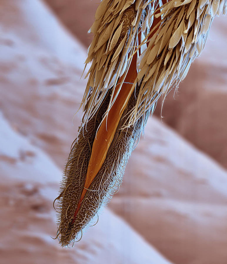 Anopheles Gambiae Proboscis, Sem #3 Photograph by Eye Of Science