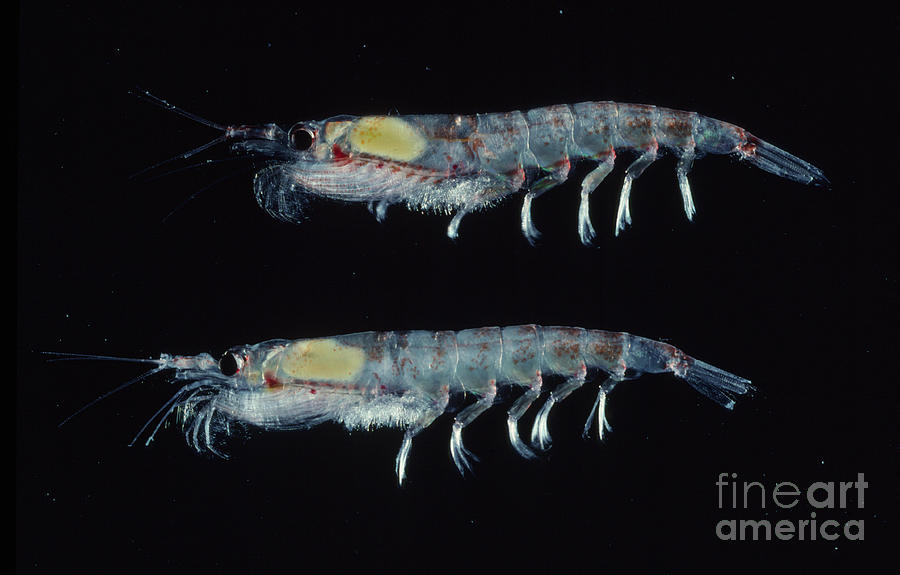 Antarctic Krill #3 Photograph by British Antarctic Survey/science Photo Library