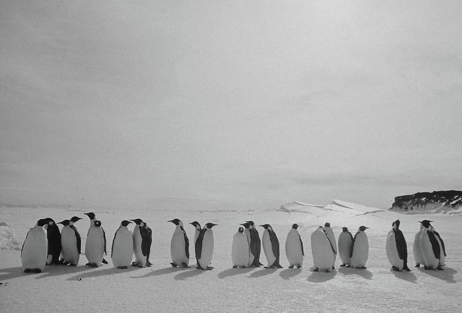 Antarctica #3 Photograph by Michael Rougier
