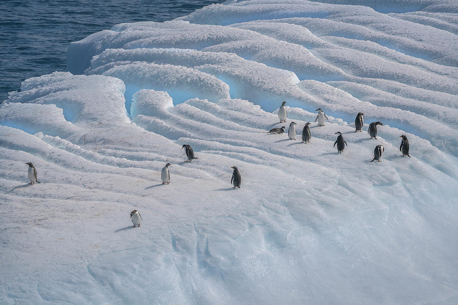 Antarctica, South Georgia Island Photograph by Jaynes Gallery - Fine ...