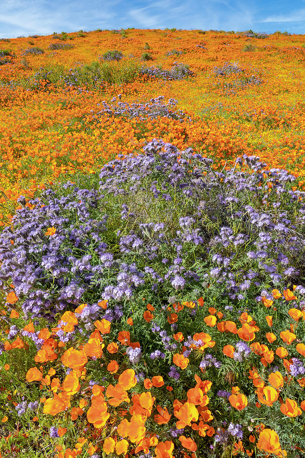 Antelope Valley Super Bloom Photograph by Jeff Foott Fine Art America