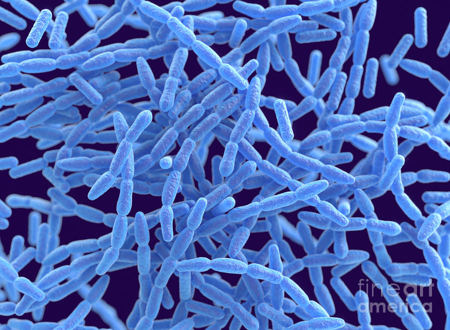 Anthrax Bacteria Photograph By Roger Harrisscience Photo Library Pixels 6534