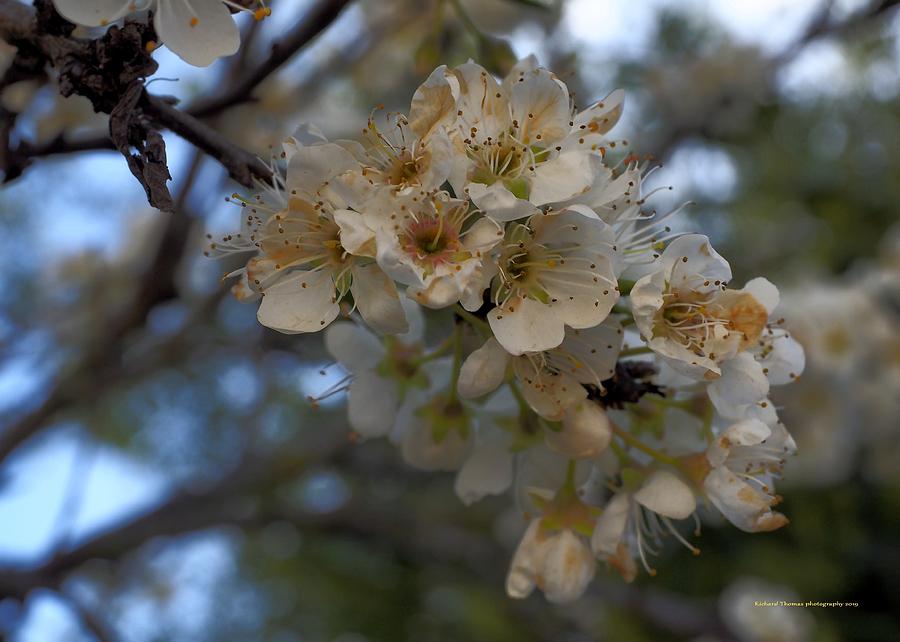 Apple Blossoms White #3 Photograph by Richard Thomas