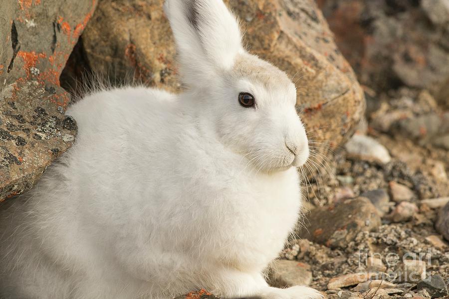 Arctic Hares #3 Photograph by Andy Davies/science Photo Library