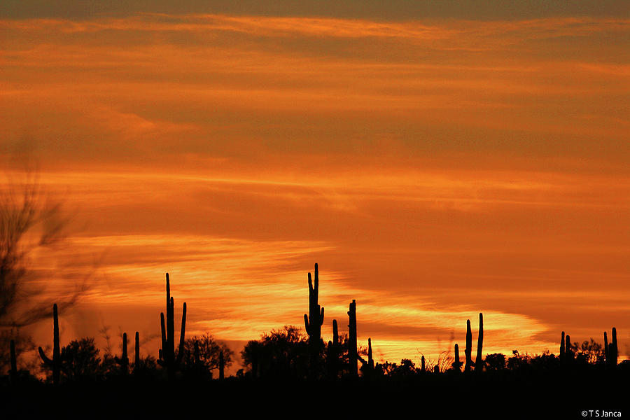 Arizona Saguaro Sunset #0229e Digital Art by Tom Janca
