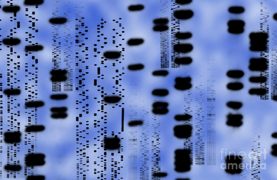 Artwork Of An Autoradiogram Showing Dna Sequences #3 Photograph by Alfred Pasieka/science Photo Library