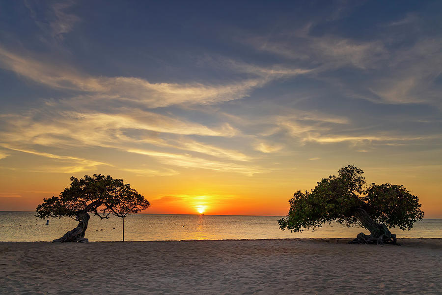 Aruba, Eagle Beach Scene With Fofoti Tree #3 Digital Art by Claudia Uripos