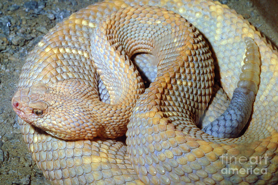 Aruba Island Rattlesnake Crotalus Durissys Unicolor Photograph By   3 Aruba Island Rattlesnake Crotalus Durissys Unicolor Wernher Krutein 