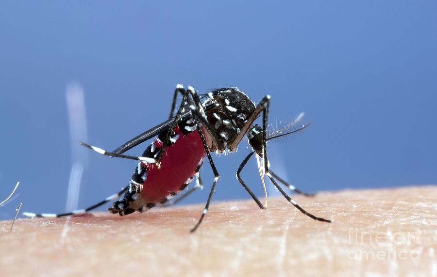 Asian Tiger Mosquito Female Feeding Photograph by Pascal Goetgheluck ...