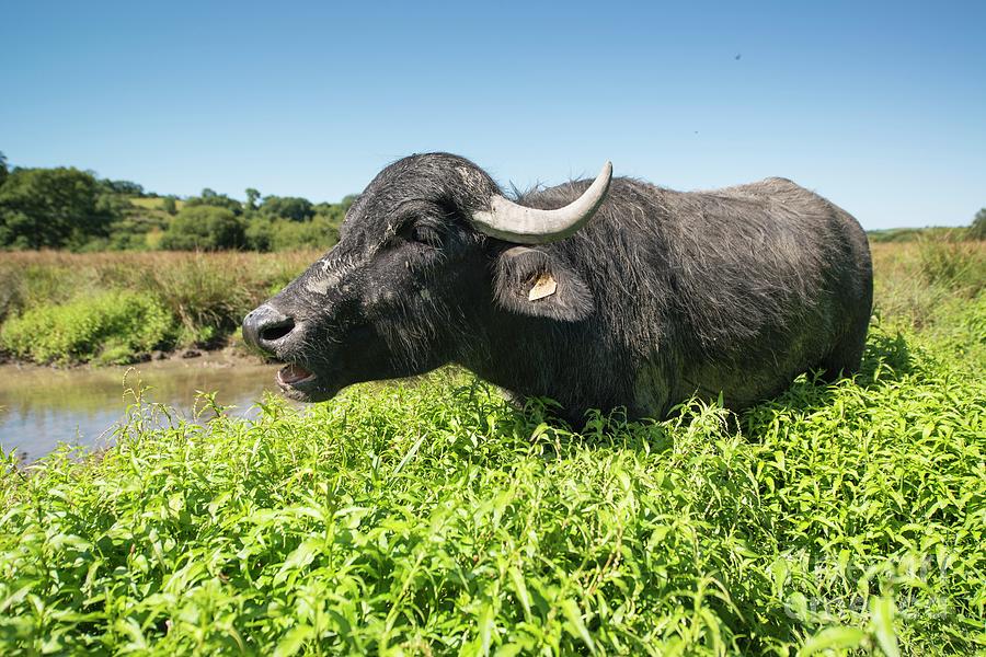 Asian Water Buffalo At Cilgerran Nature Reserve #3 Photograph by Andy Davies/science Photo Library