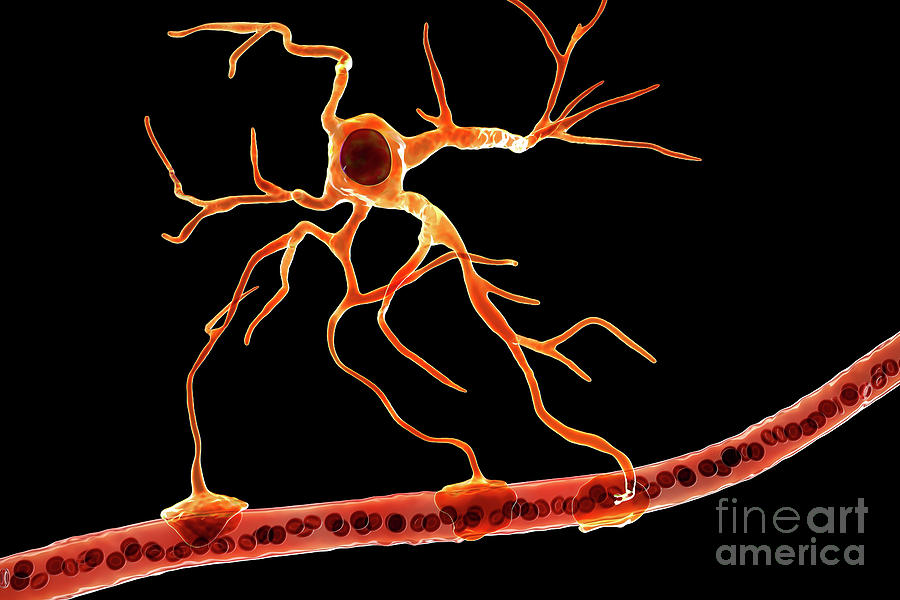 Astrocyte And Blood Vessel #3 Photograph by Kateryna Kon/science Photo Library