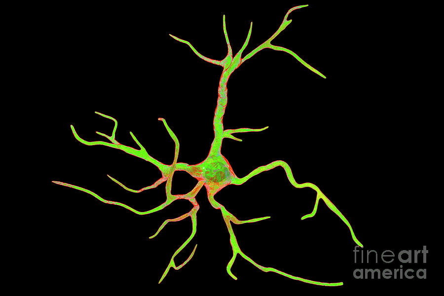 Astrocyte Nerve Cells #3 Photograph by Kateryna Kon/science Photo Library