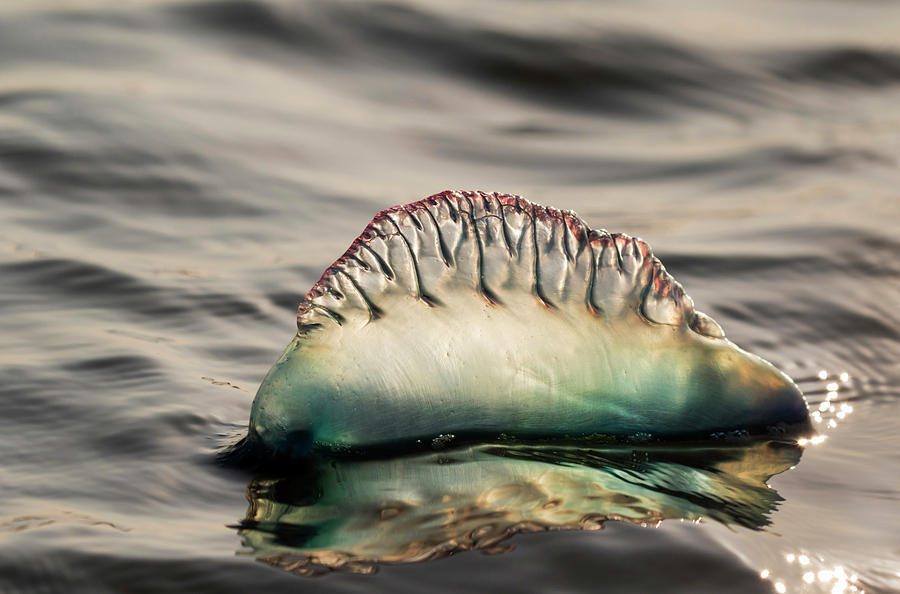 Atlantic Portuguese Man O War Photograph by Ivan Kuzmin